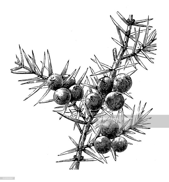 Можжевельник обыкновенный ботаника