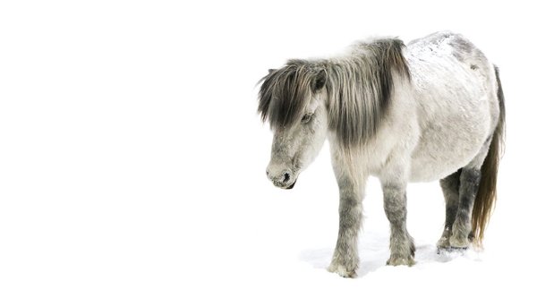 Якутская лошадь тяжеловоз