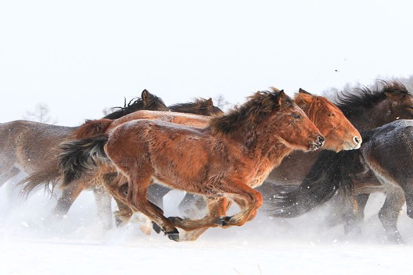 Першерон рисунок