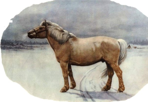 Якутская лошадь Саха Якутия