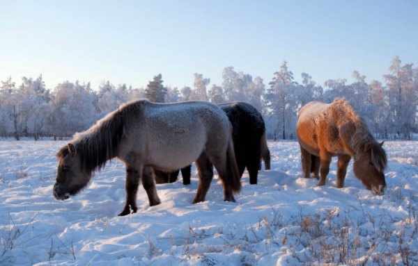 Деревянные лошадки в живописи