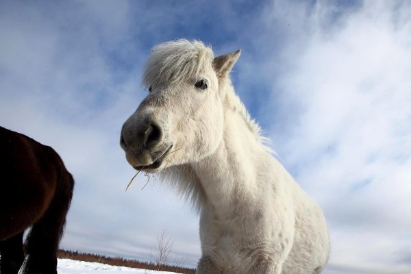 Аборигенная Якутская лошадь
