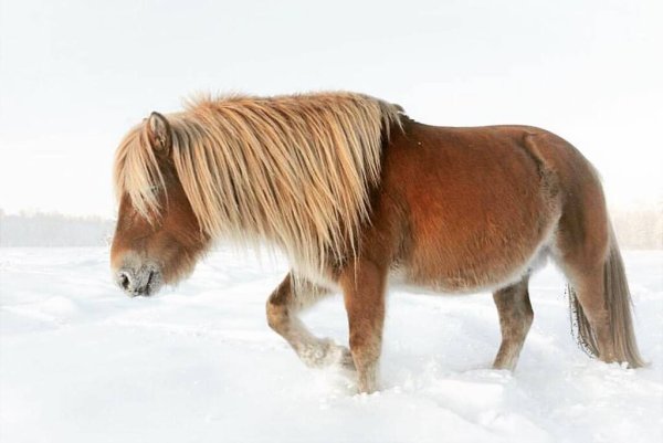 Конь в Якутской живописи
