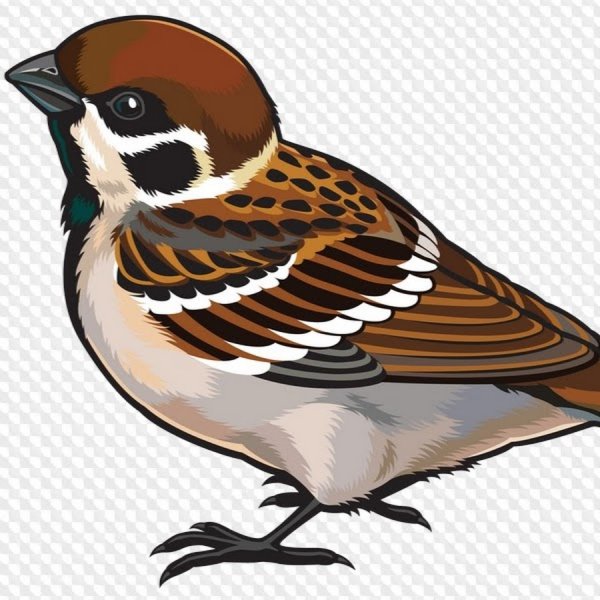 Воробей иллюстрация