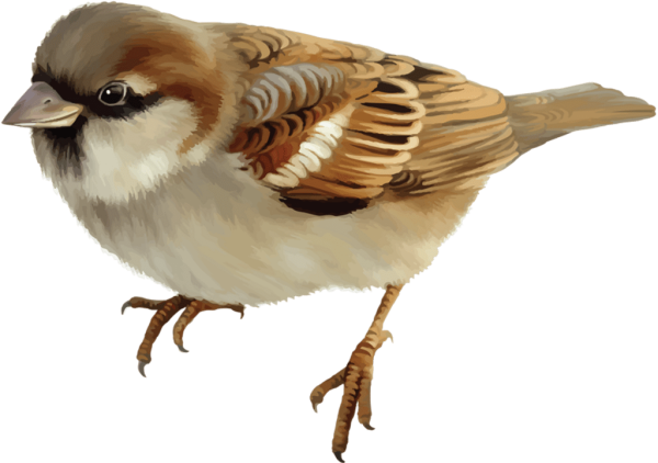 Альбина статных акварель