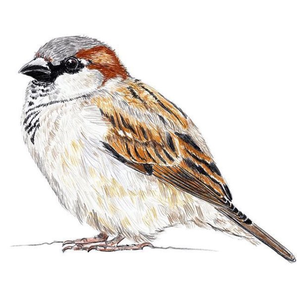 Воробей черно белый