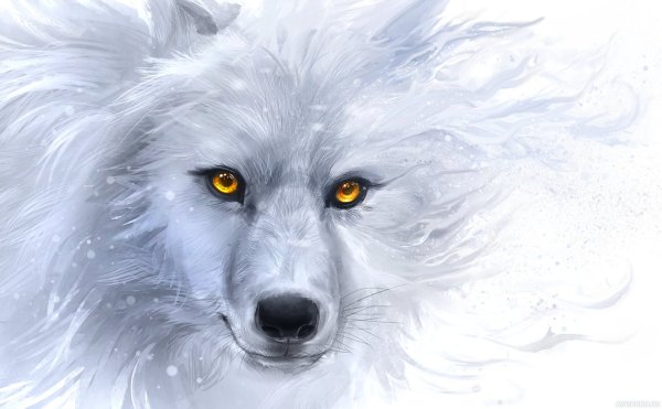 Белый волк с желтыми глазами