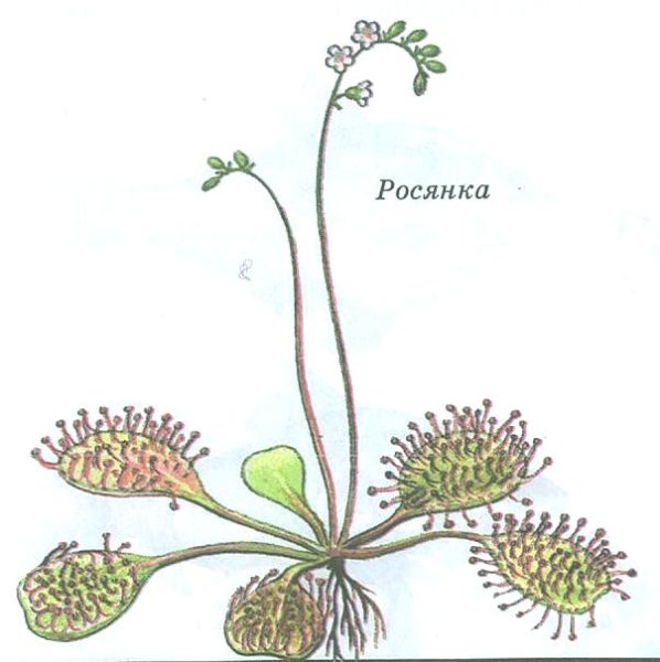 Росянка строение