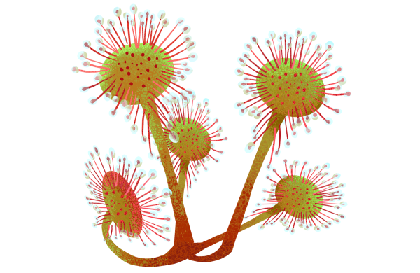 Росянка круглолистная. Ботаническая иллюстрация
