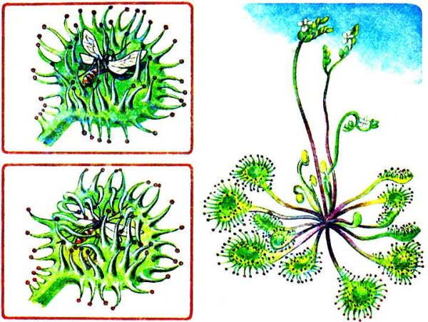 Росянка круглолистная красная книга