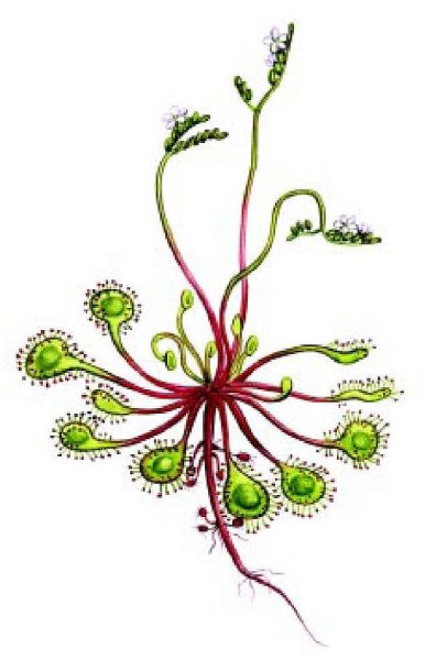 Росянка растение