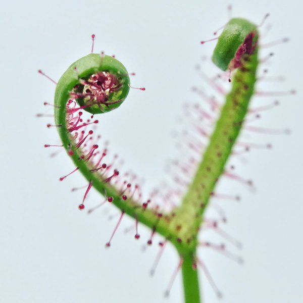 Росянка круглолистная строение