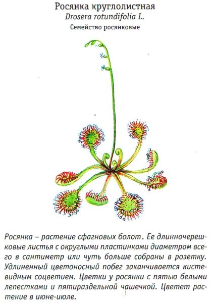 Росянка ботаника