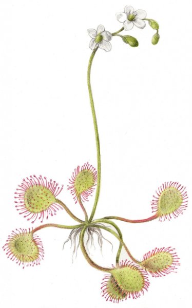 Росянка круглолистная лекарственное сырье