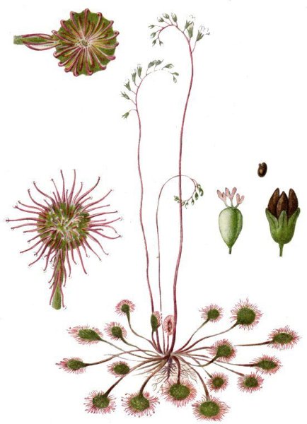 Росянка круглолистная. Ботаническая иллюстрация