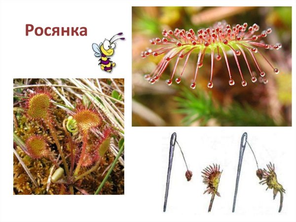 Росянка корень