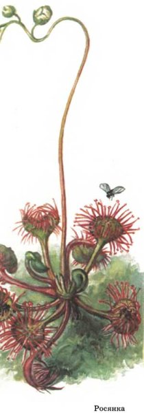 Росянка промежуточная красная книга