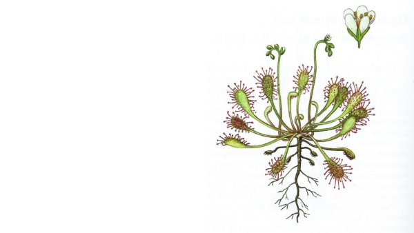 Росянка круглолистная. Ботаническая иллюстрация