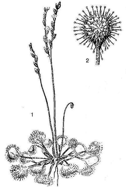 Росянка круглолистная. Ботаническая иллюстрация
