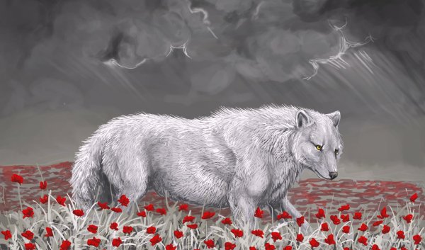 Волк рисунок