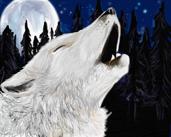 Волчьи слезы