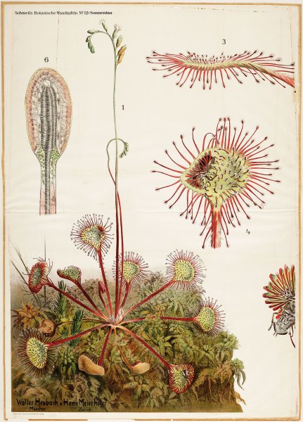Росянка Комариная смерть раскраска