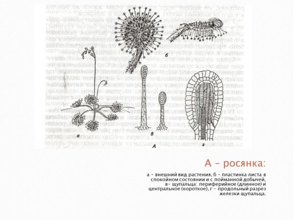 Росянка и Венерина мухоловка
