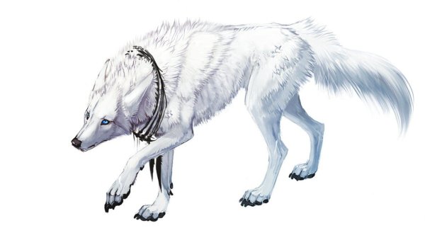 Белый волк на прозрачном фоне