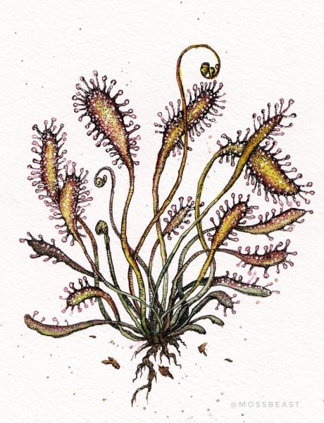 Росянка ботаника