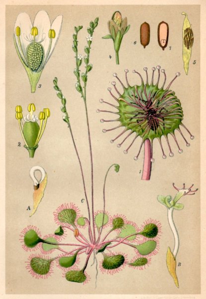 Росянка круглолистная раскраска