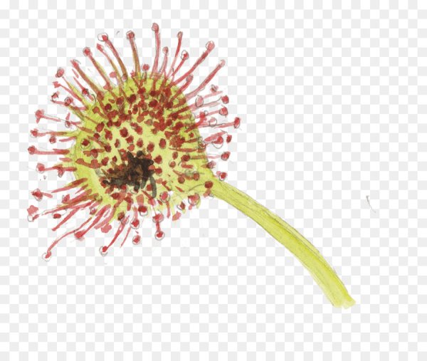 Венерина мухоловка вектор