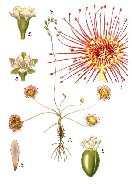 Росянка строение
