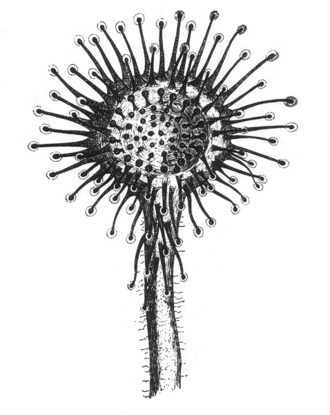 Венерина мухоловка