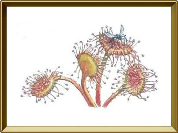 Росянка круглолистная черно белая