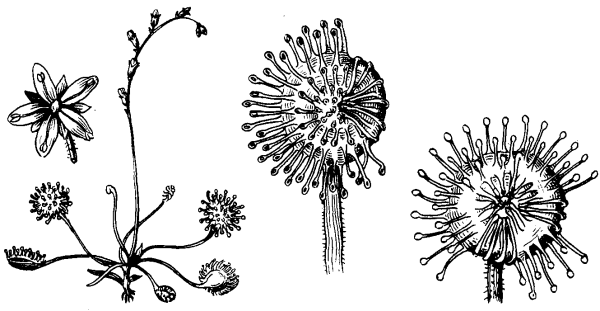 Росянка круглолистная строение