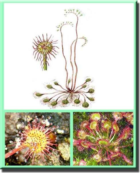 Росянка растение