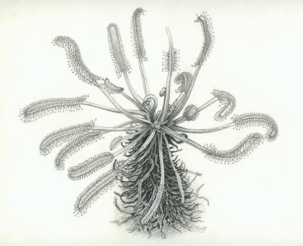 Ловчий аппарат росянки