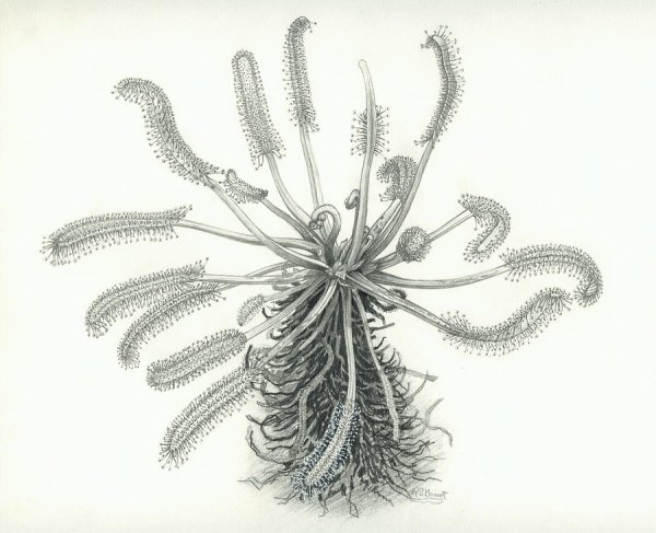 Венерина мухоловка для детей