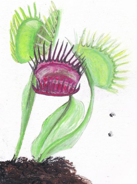 Детки у Венериной мухоловки