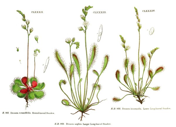 Росянка ботаника