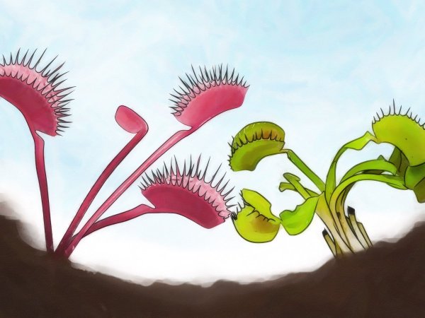 Росянка растение