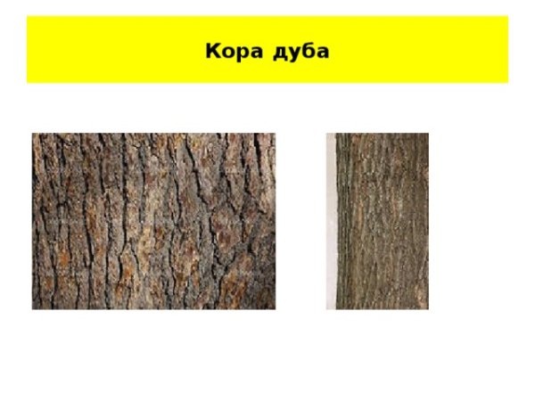 Кора молодого дуба