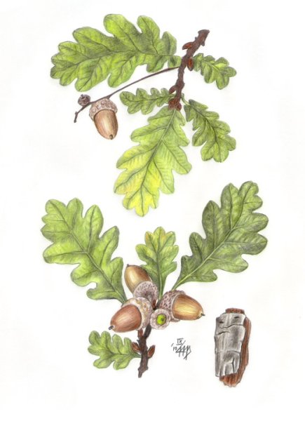 Дуб черешчатый Ботаническая иллюстрация