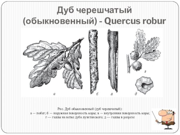Дуб черешчатый диаграмма цветка