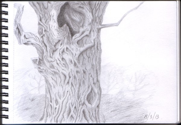 Кора дуба нарисовать