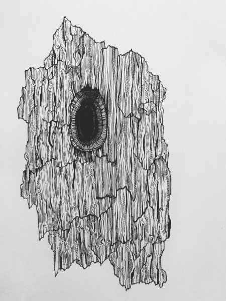 Зарисовки коры деревьев