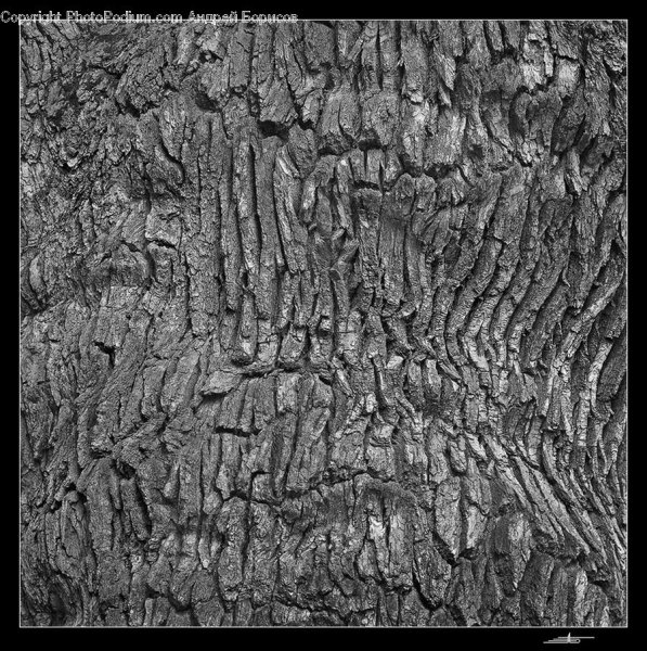 Дубовая кора текстура