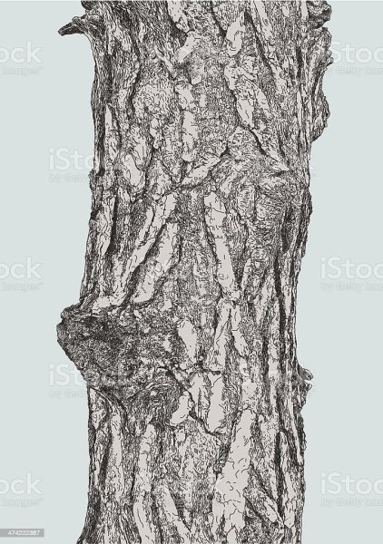 Кора дерева рисунок