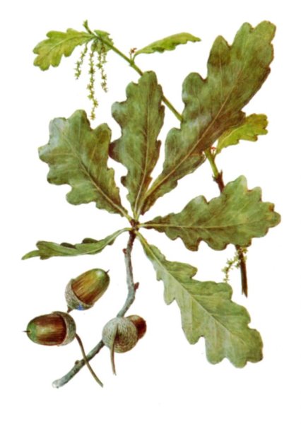 Дуб обыкновенный (Quercus Robur)