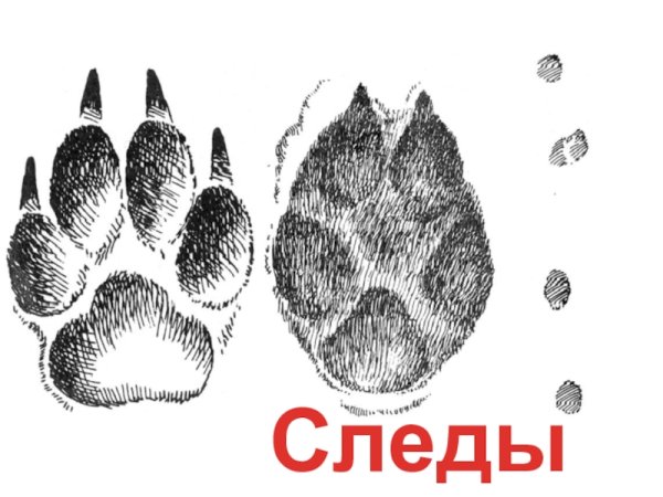 Следы лисы для детей